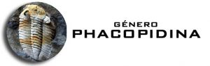 Género Phacopidina