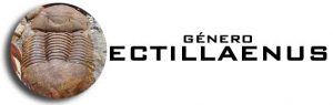 Género Ectillaenus